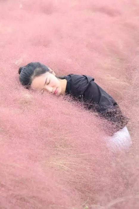 粉黛乱子草 花海