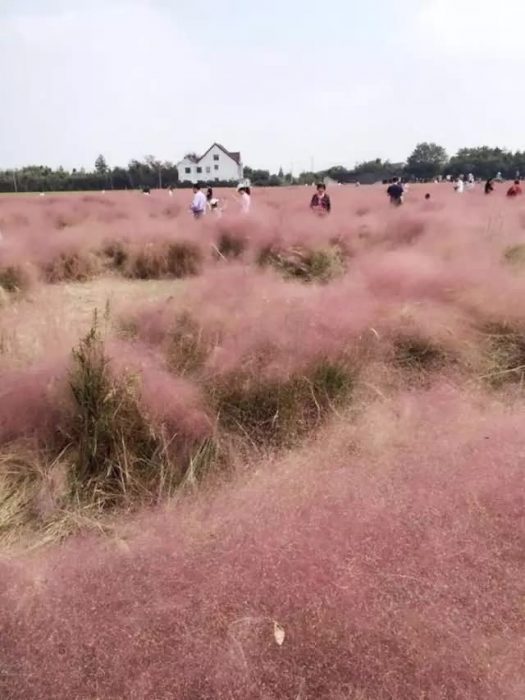 粉黛乱子草 花海