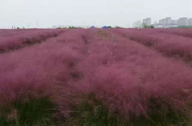 粉黛乱子草 花海