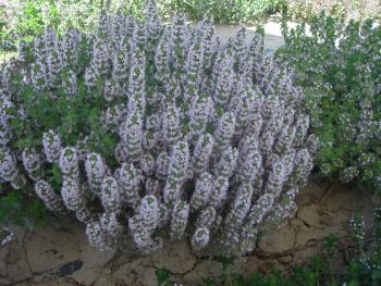 百里香花卉种子