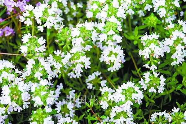 百里香花卉种子