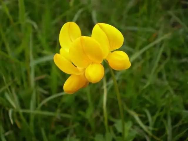 百脉根(黄金花)花卉种子