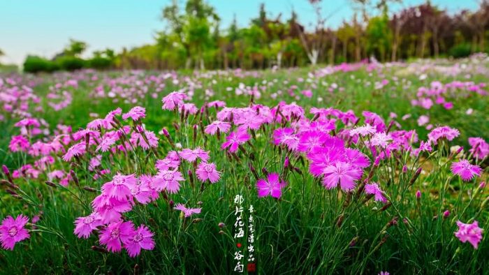 常夏石竹花卉种子