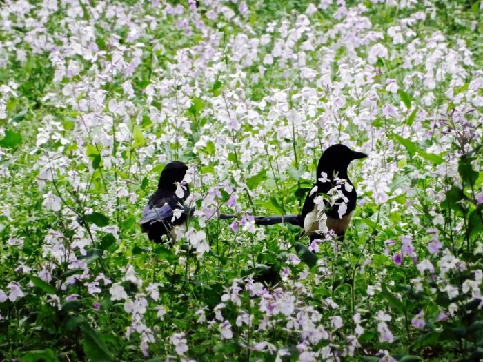 二月兰花卉种子