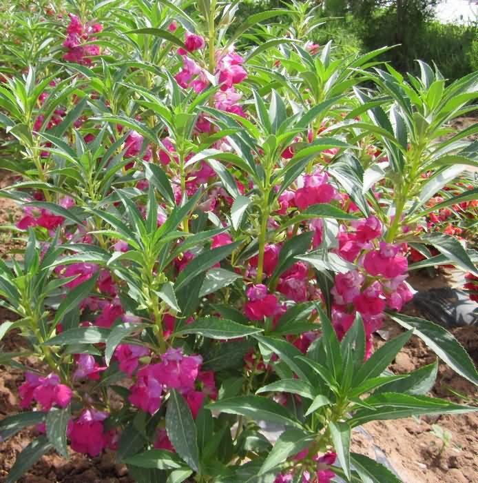 凤仙花花卉种子