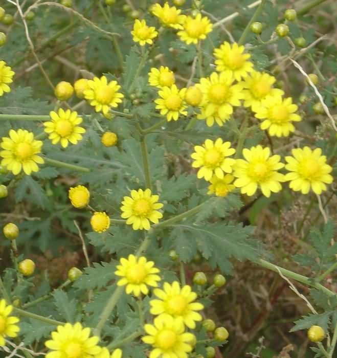 甘野菊花卉种子