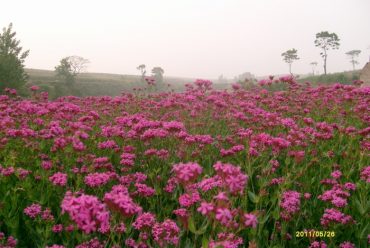 高雪轮花卉种子