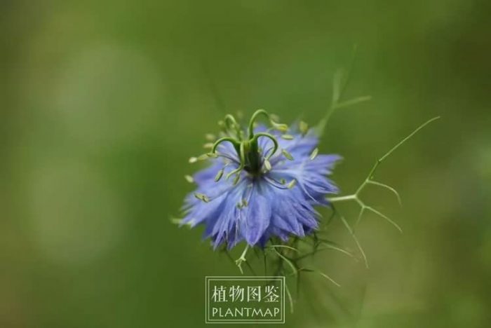黑种草花卉种子