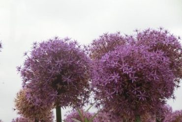 花葱花卉种子