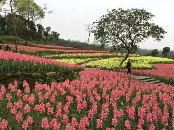 金鱼草花卉种子