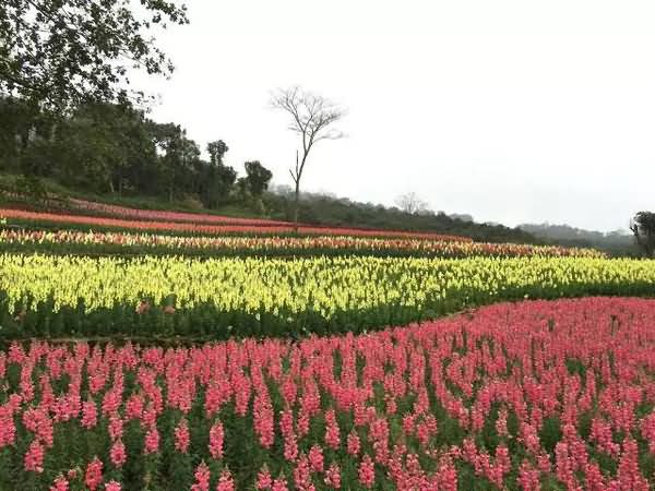 金鱼草花卉种子