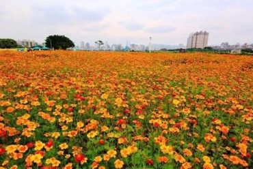 孔雀草花卉种子