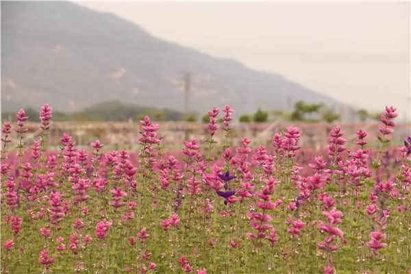 蓝萼鼠尾草花卉种子