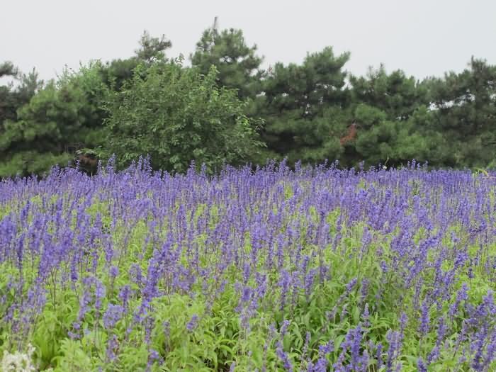 蓝花鼠尾草花卉种子