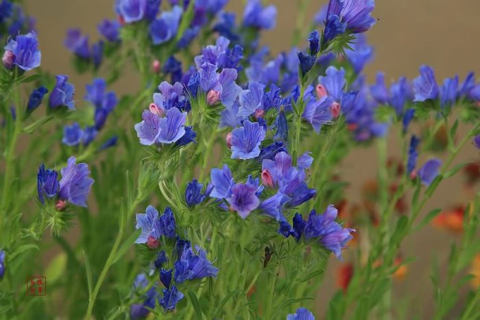 蓝蓟花卉种子