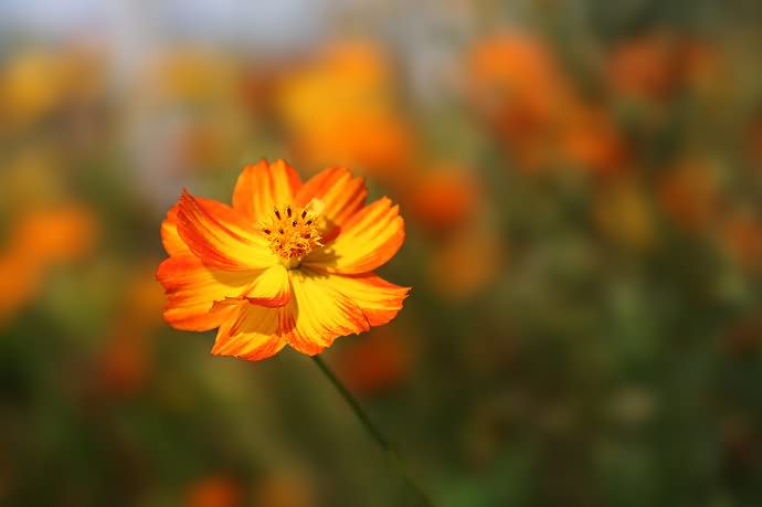 硫华菊花卉种子