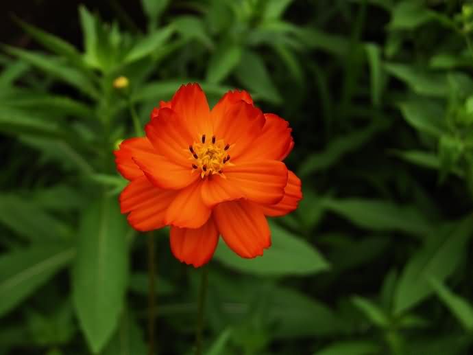 硫华菊花卉种子