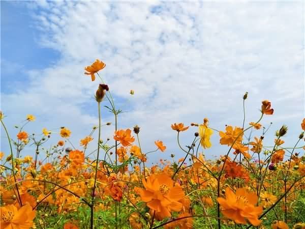 硫华菊花卉种子