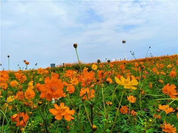 硫华菊花卉种子