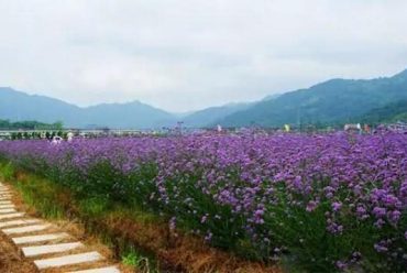 柳叶马鞭草花卉种子