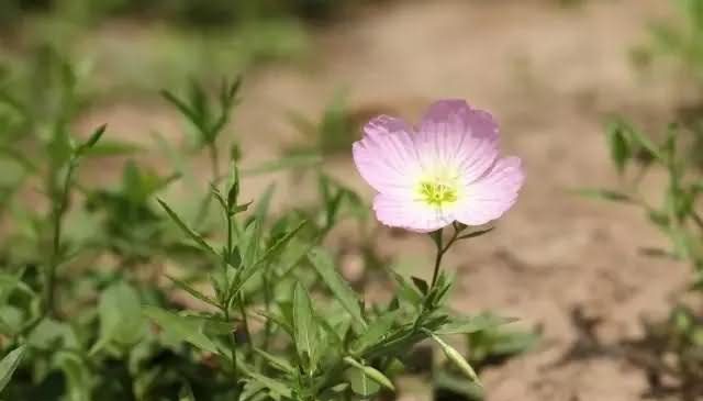 美丽月见草花卉种子