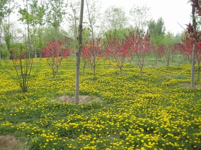 蒲公英花卉种子