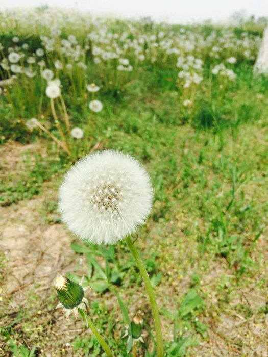 蒲公英花卉种子