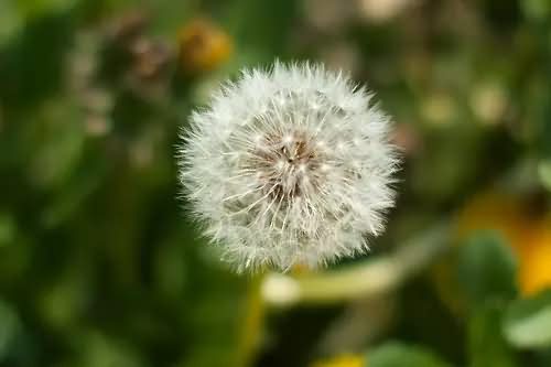 蒲公英花卉种子
