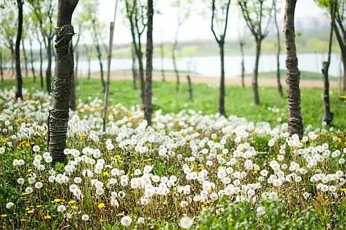 蒲公英花卉种子