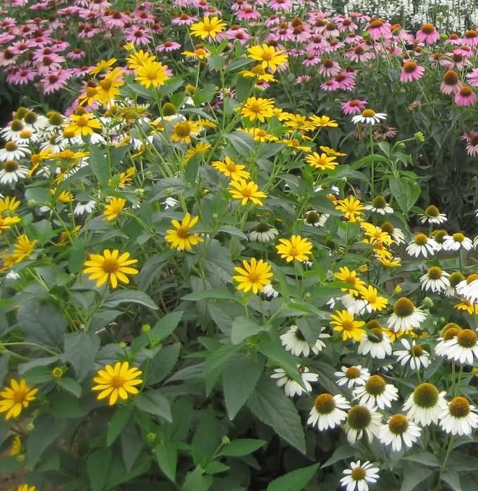 日光菊 赛菊芋 星空房泡泡屋