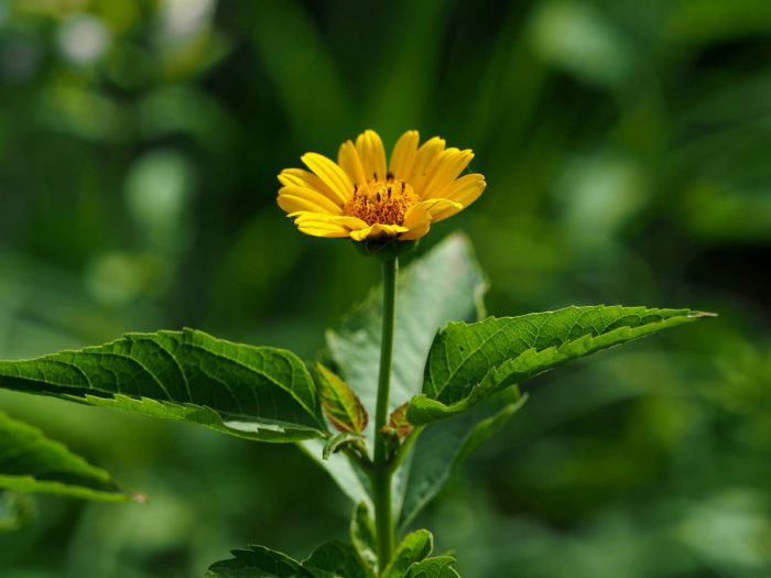 日光菊 赛菊芋 星空房泡泡屋