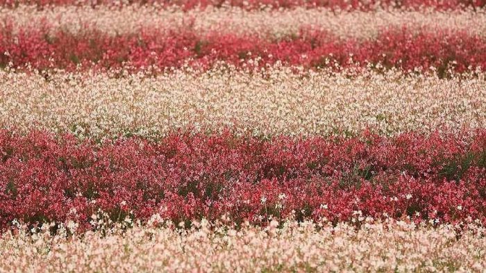 山桃草花卉种子