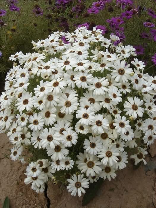 五色菊花卉种子