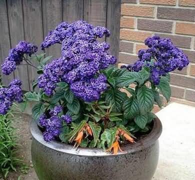 香水草花卉种子