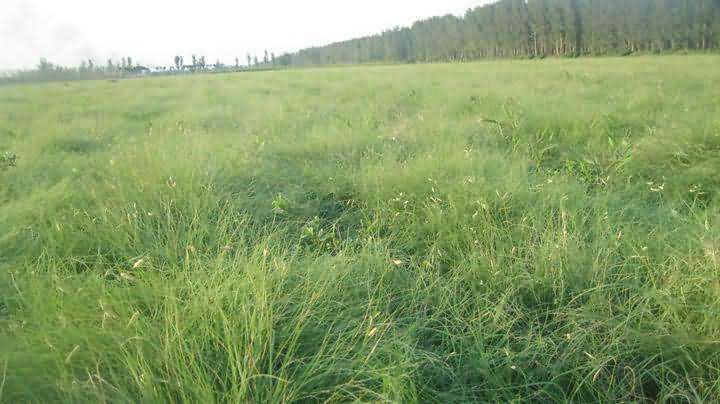 野牛草种子