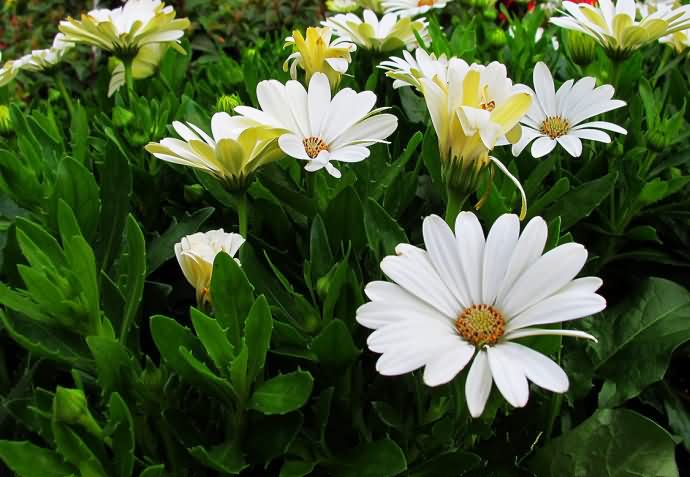 异果菊花卉种子