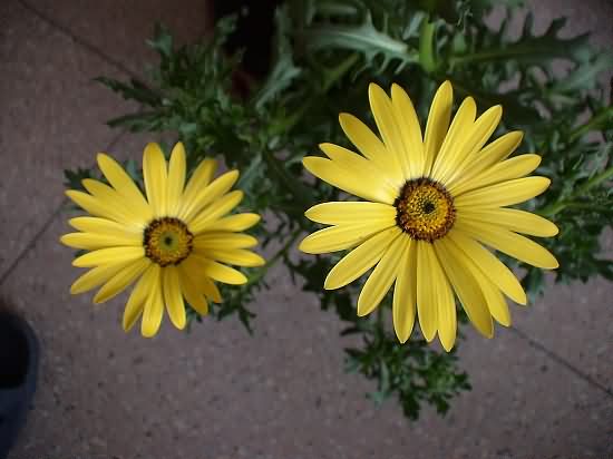 异果菊花卉种子