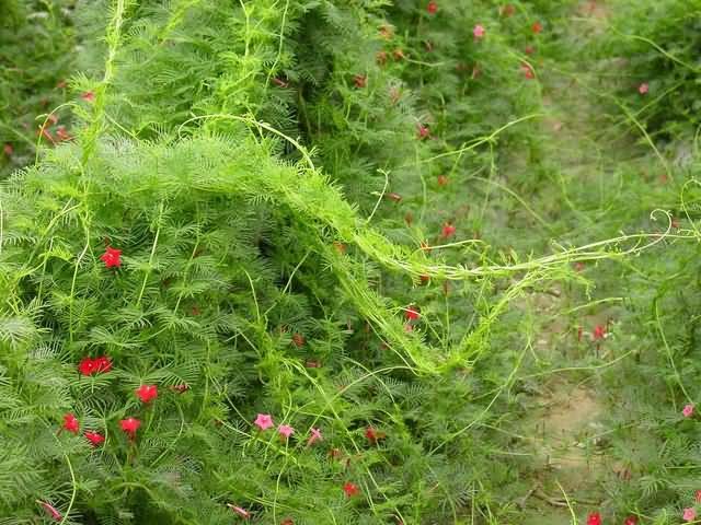 羽叶茑萝花卉种子