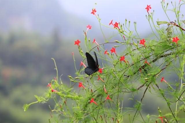 羽叶茑萝花卉种子