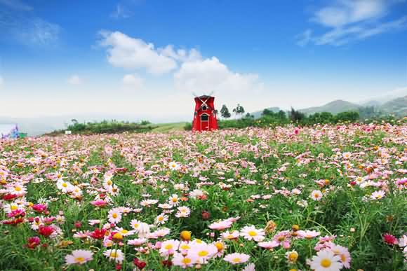 怎样打造爆款花海景观