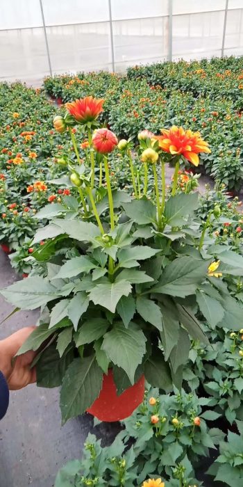 大丽花成都苗圃销售