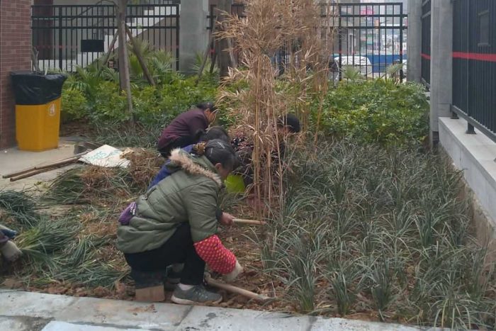 怎样做一个优秀的植物景观工程样板（3.后期养护）