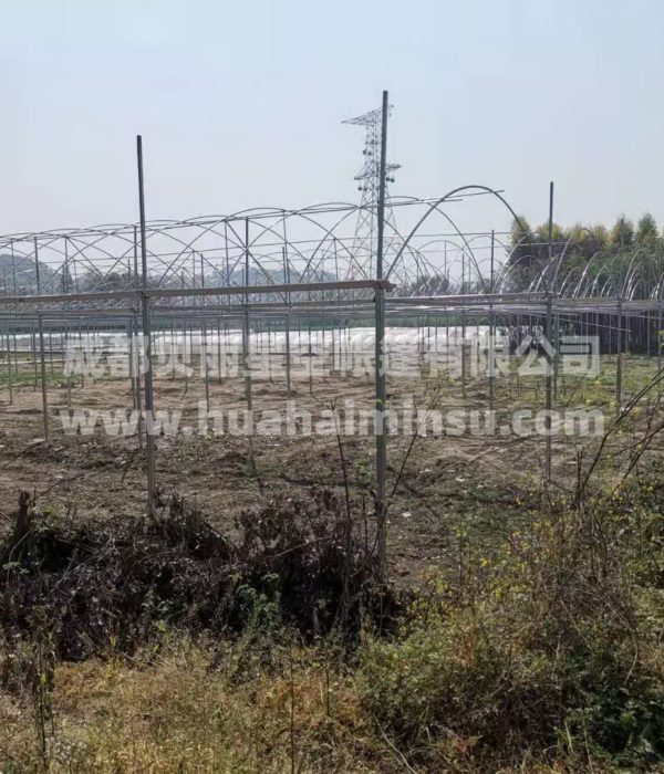 智能大型连栋温室大棚钢结构工程 园艺花卉蔬菜大棚玻璃温室阳光房