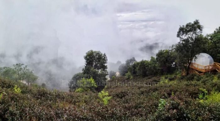 南糯山茶园泡泡屋星空房，躺在床上数星星