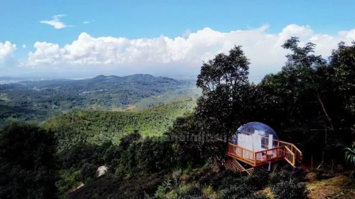 南糯山茶园泡泡屋星空房，躺在床上数星星